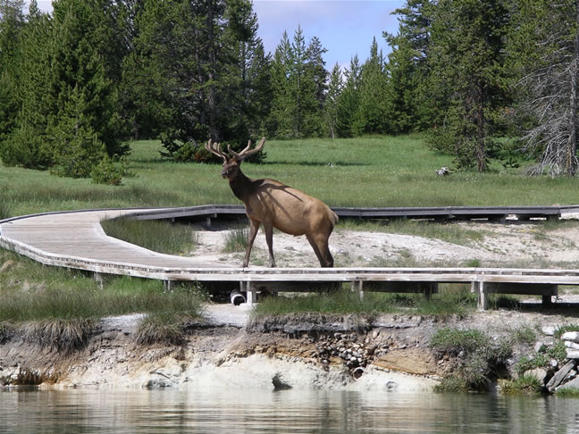 images/B-Elk in Wes Thumb Geyser Basin.jpg